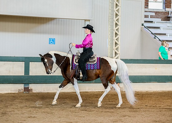 Iowa AHA Fall Classic & Iowa Saddlebred Futurity