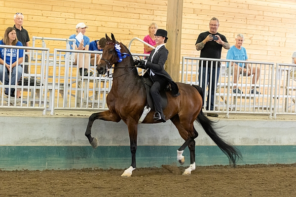 Girl riding American Saddlebred at a horse show. 